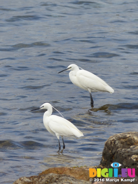 FZ027795 Little Egret